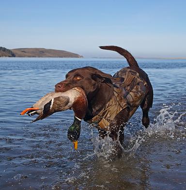 Houser's Hank CD MH | Chocolate Labrador Retriver