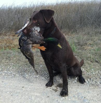 Houser's Hank CD MH | Chocolate Labrador Retriver