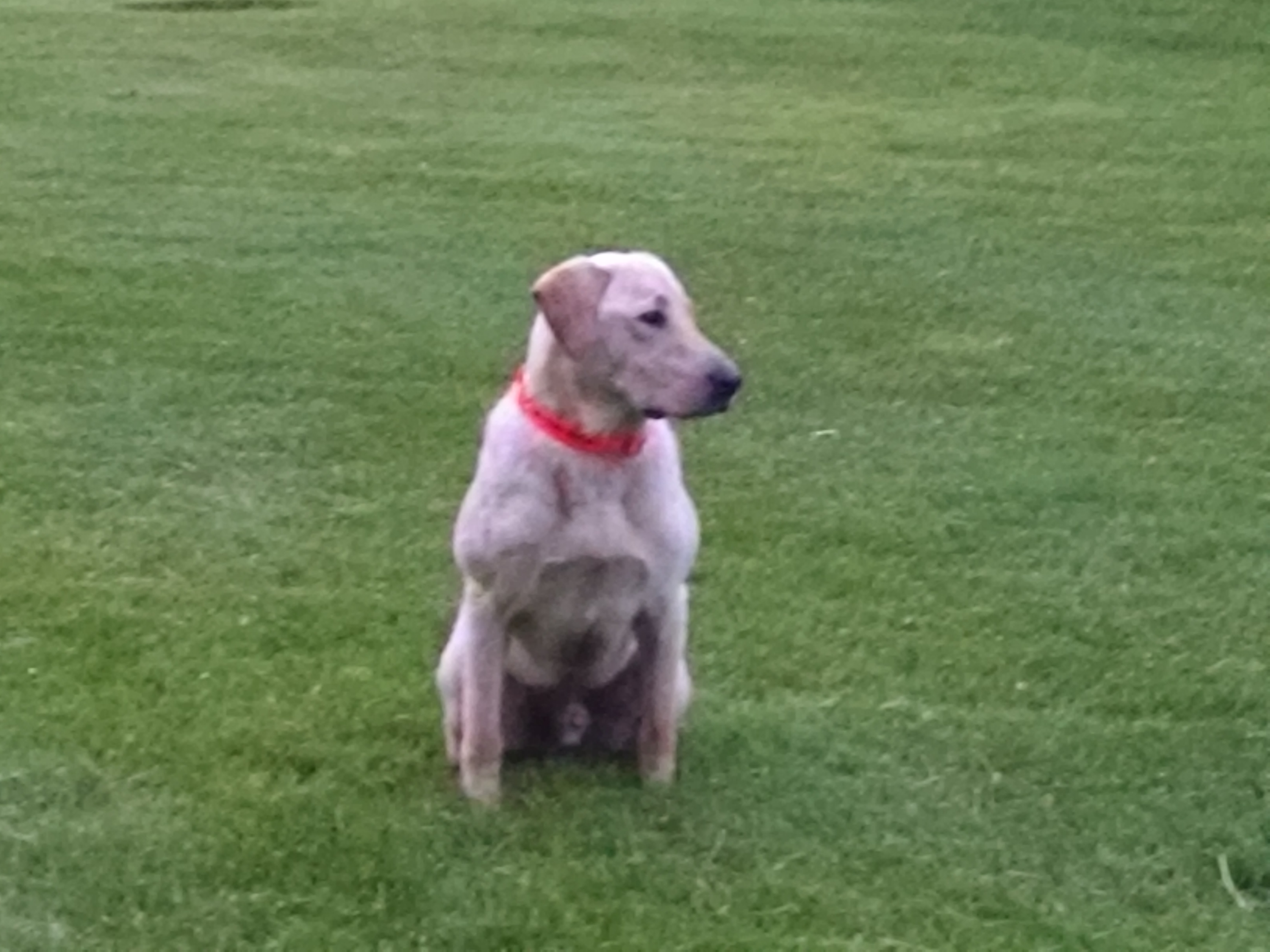 Ten Bears Honest Abe | Yellow Labrador Retriver