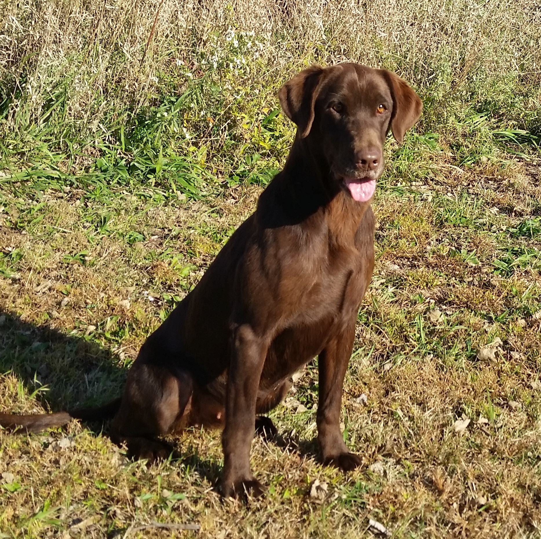 Jet City Rock Choc Quita JH | Chocolate Labrador Retriver