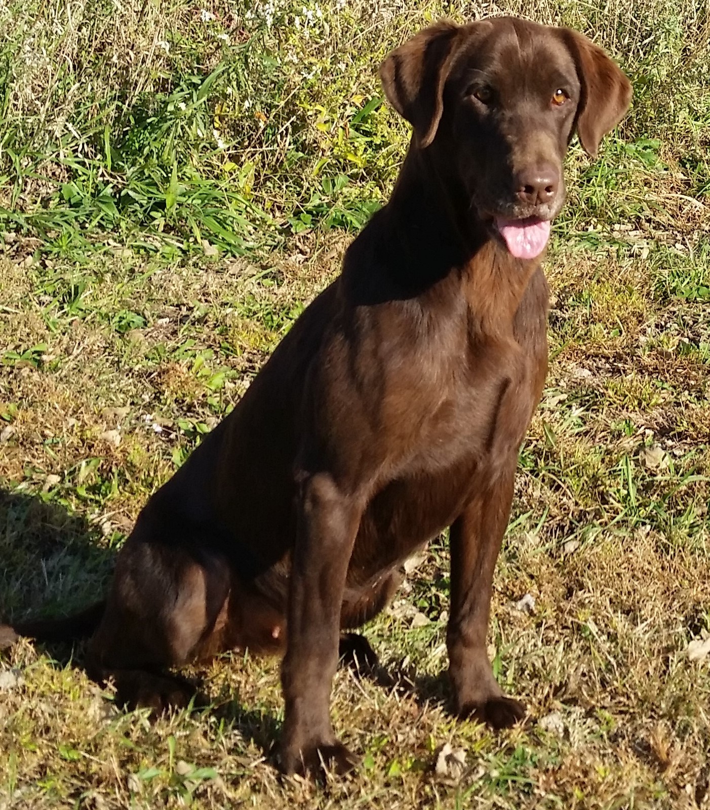 Jet City Rock Choc Quita JH | Chocolate Labrador Retriver