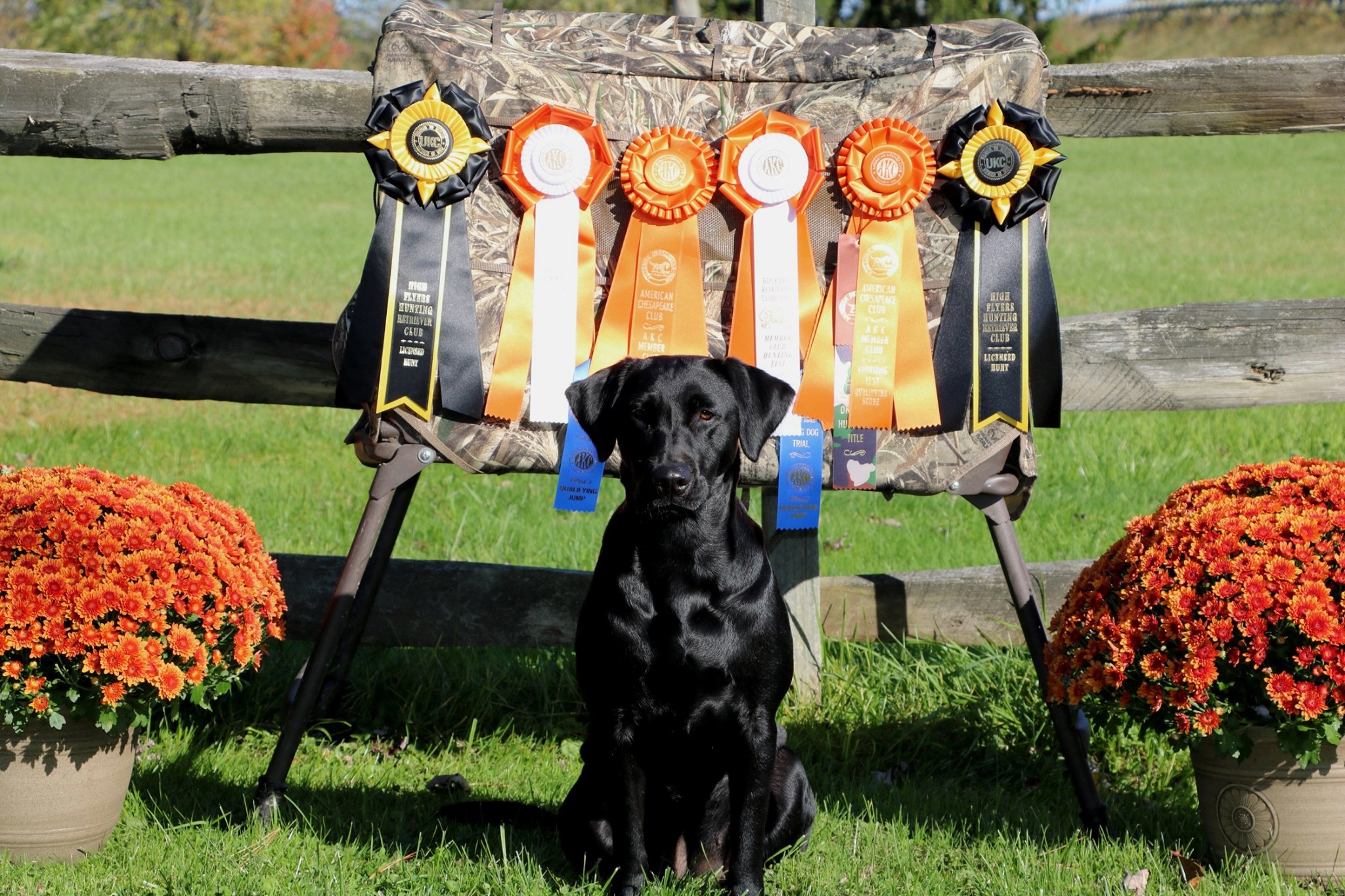 HR Grand River's Keeper Of The Flame SH | Black Labrador Retriver