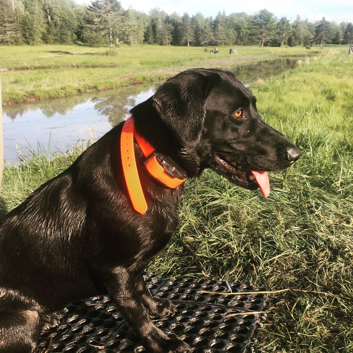 HRCH Shakin' The Southland Shelby MH | Black Labrador Retriver