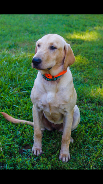 Willie's Amazing Grace Of Grady QAA | Yellow Labrador Retriver