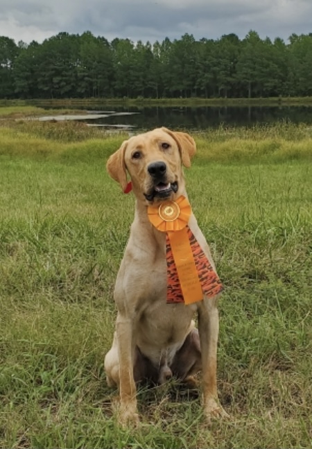 HRCH Medicine Beau's Honey Hoss MH | Yellow Labrador Retriver