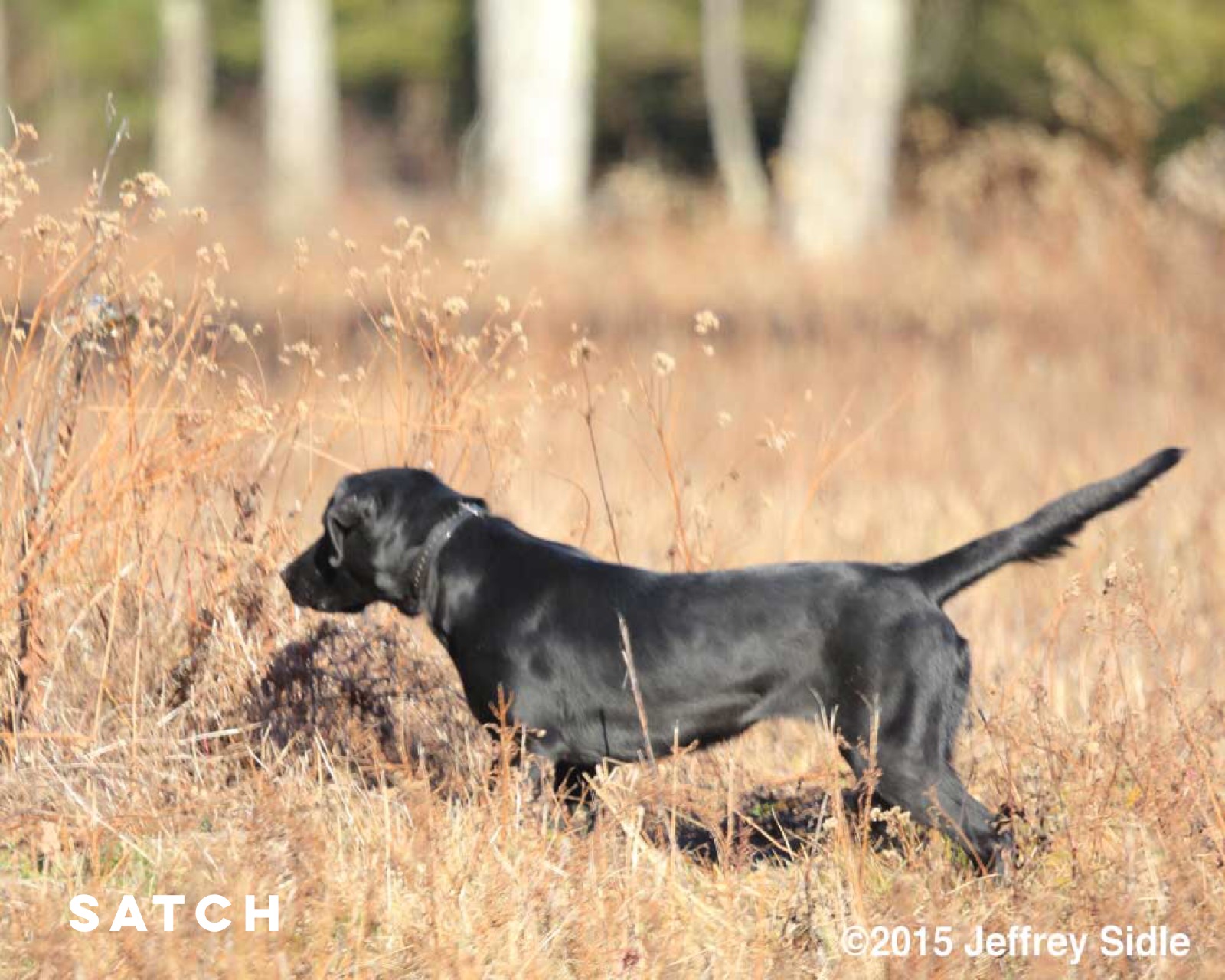 2X GMPR Drl's Don't Look Back JH | Black Labrador Retriver