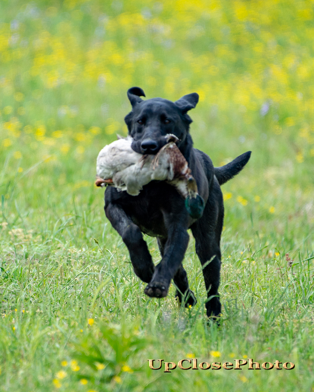 HRCH UH Calebs Buddy Danger Ranger | Black Labrador Retriver