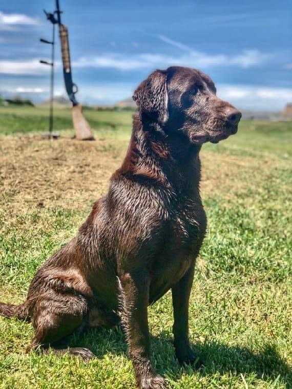 HRCH BrewDogs Chocolate Nitro Stout MH | Chocolate Labrador Retriver