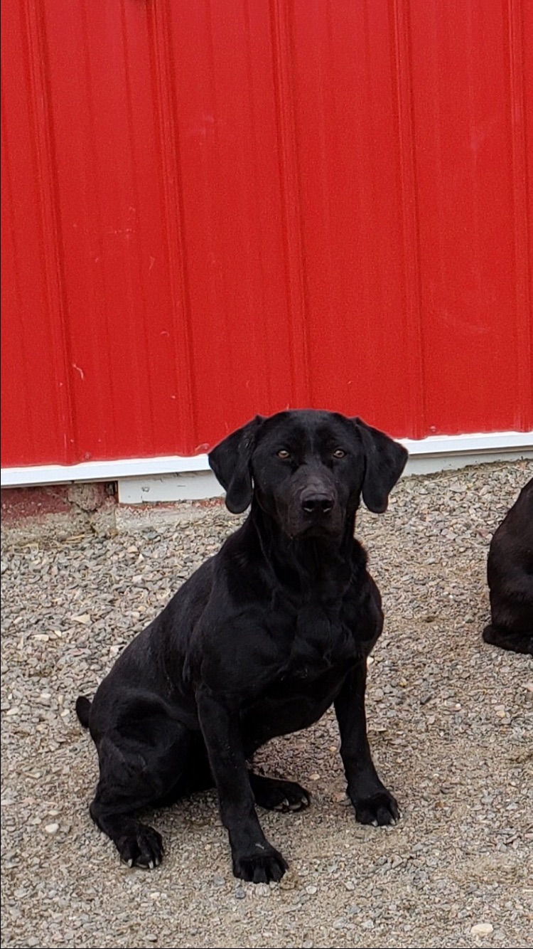 CPR Madsen's Lucy Lou Who | Black Labrador Retriver