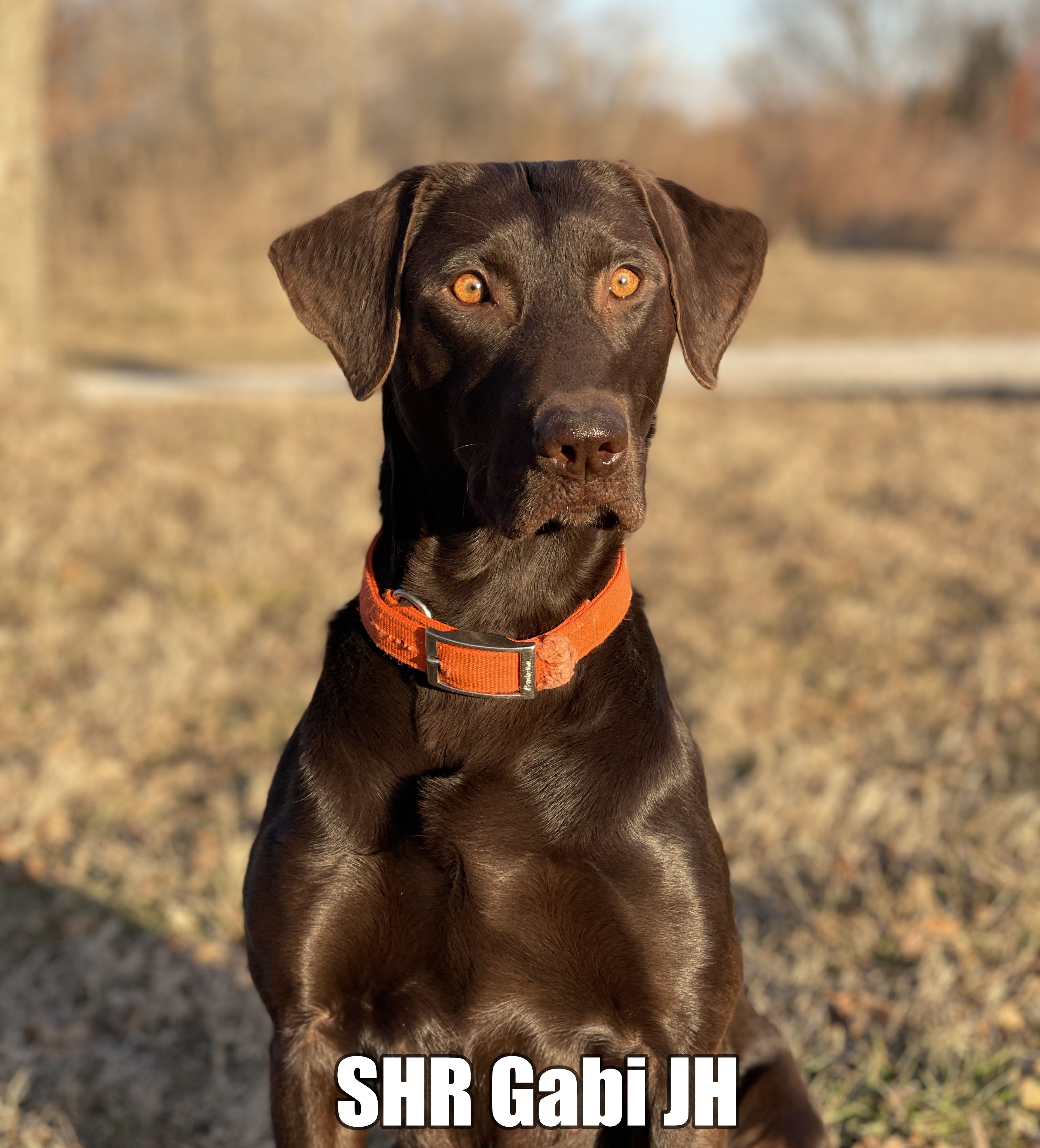 SHR Westbrook's Gabriella Thunder JH | Chocolate Labrador Retriver