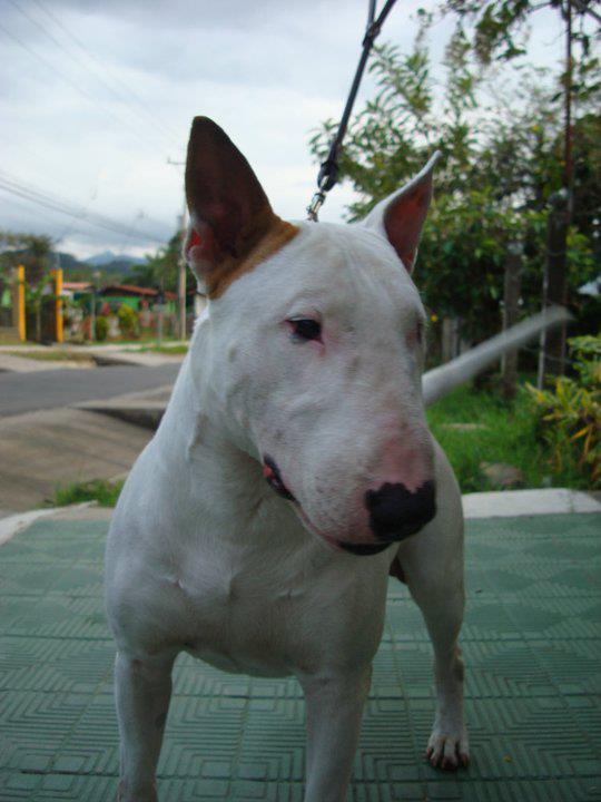 Thor | Bull Terrier 