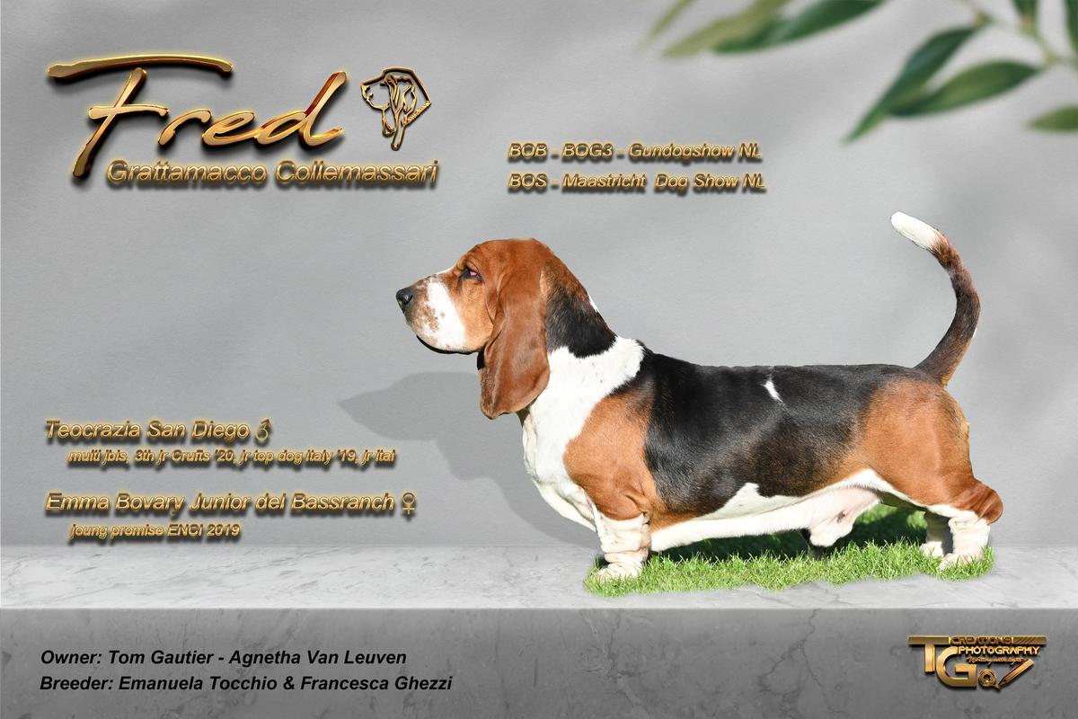 Grattamacco Collemassari | Basset Hound 