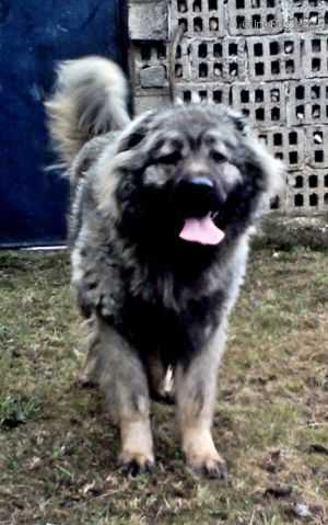 Tskaro Zolda (RUS) | Caucasian Mountain Dog 