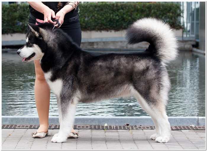 HONEY LADY Polarni Usvit | Alaskan Malamute 