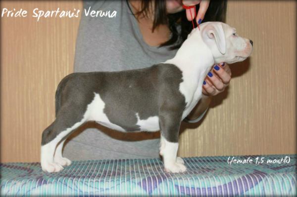 Pride Spartanis Veruna | American Staffordshire Terrier 