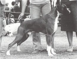Landor Prince Charming of Janmer | Boxer 