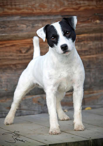 Lakeside Fellow's Abracadabra | Parson Russell Terrier 