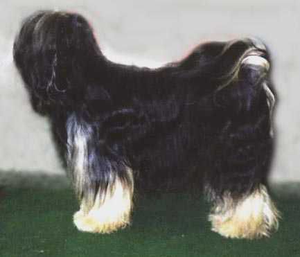 SU-KHYI JUST WHISTLE | Tibetan Terrier 