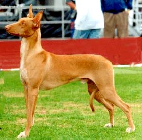 Siphra'S Summernightcity | Pharaoh Hound 