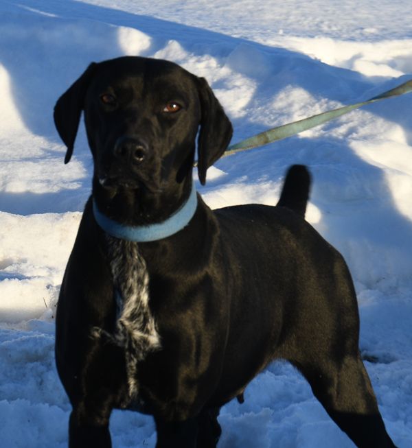 Hall's Wild Wings Thalia | German Shorthaired Pointer 