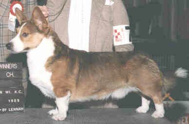 Salvenik Sea Treasure | Cardigan Welsh Corgi 