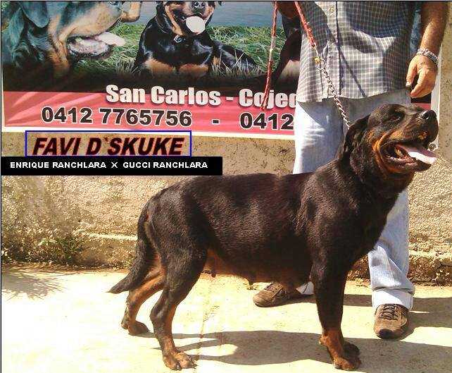 favi d´skuke | Rottweiler 