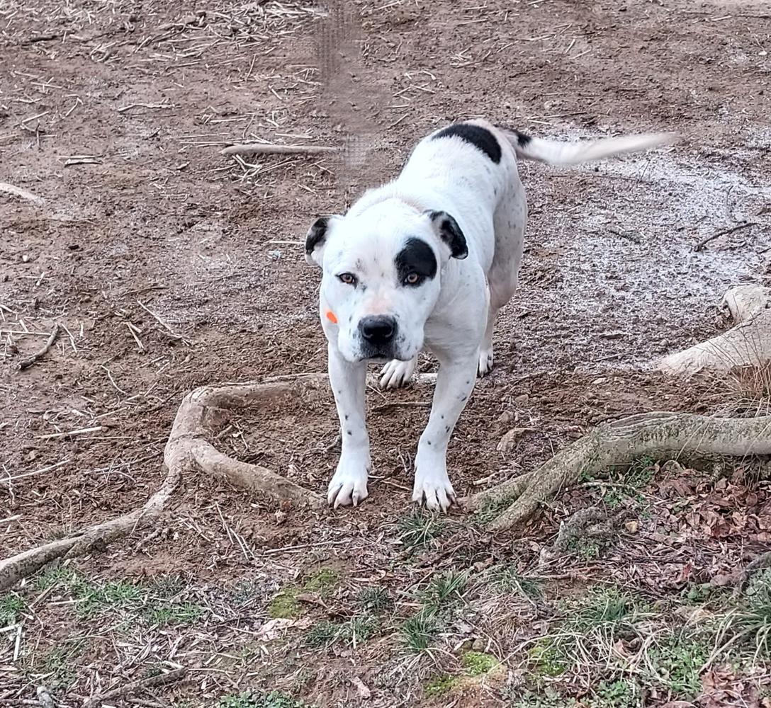 York's Milli | American Bulldog 