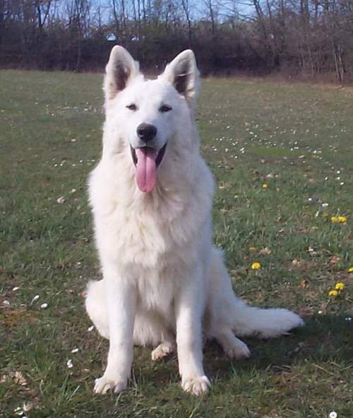 Uky de la combe noire | White Swiss Shepherd Dog 