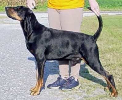 Rockytop Dynasty of Sumar | Black and Tan Coonhound 