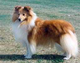 Lythwood Stage Wispa At Tegwel | Shetland Sheepdog 