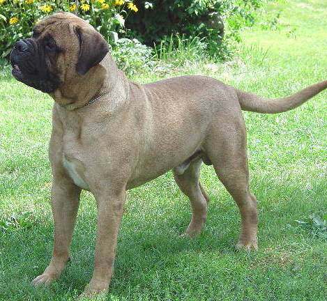 Blackjack Wildcard of Homestead | Bullmastiff 