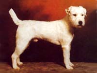 Clystlands Legend | Parson Russell Terrier 