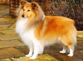 Mohnesee Bandmaster | Shetland Sheepdog 