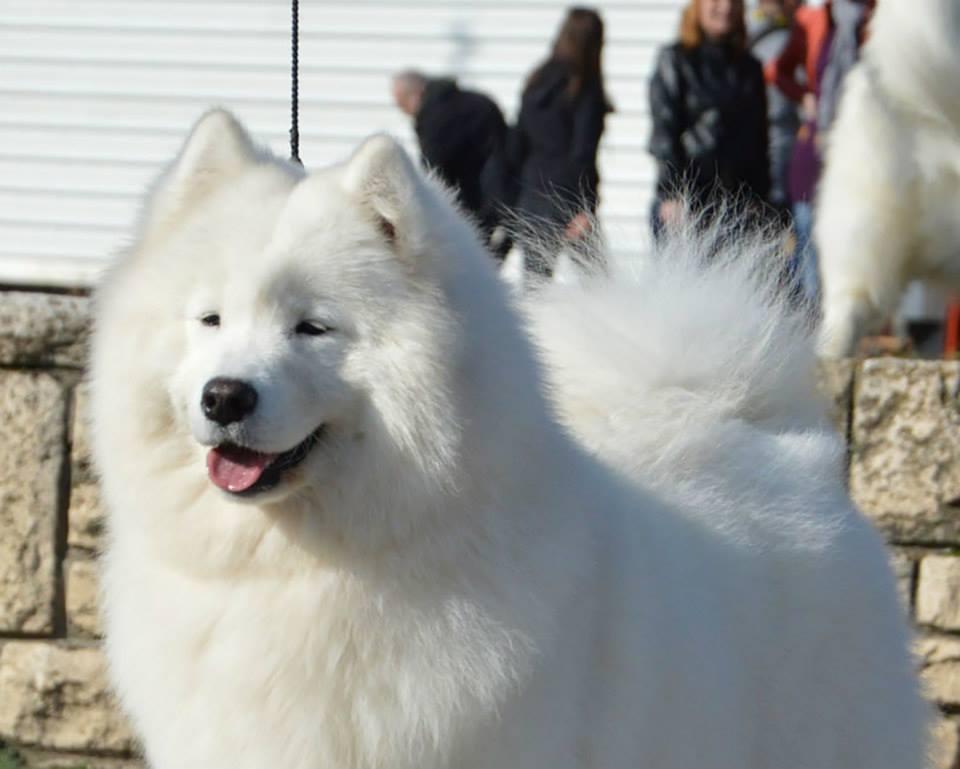 Secret Treasure Of Severnaya-sam | Samoyed 