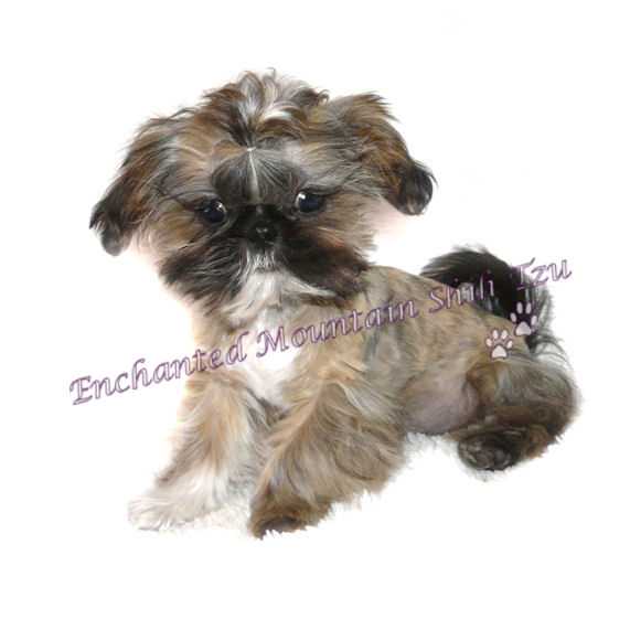 Enchanted Mountains Showa Koi | Shih Tzu 