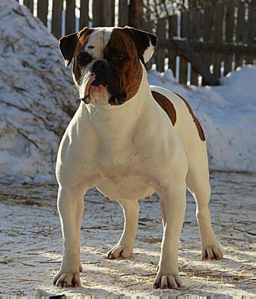 Gavana Fey Tiwaz | American Bulldog 