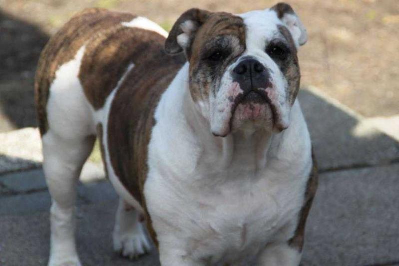 Ostergaard's Safri | Olde English Bulldogge 