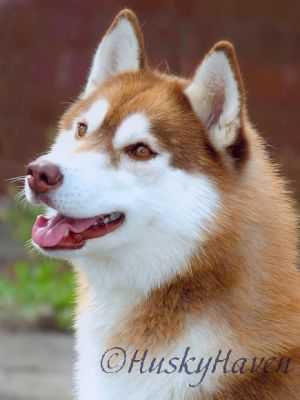 KIVALINA'S INDY OF HUSKY HAVEN | Siberian Husky 