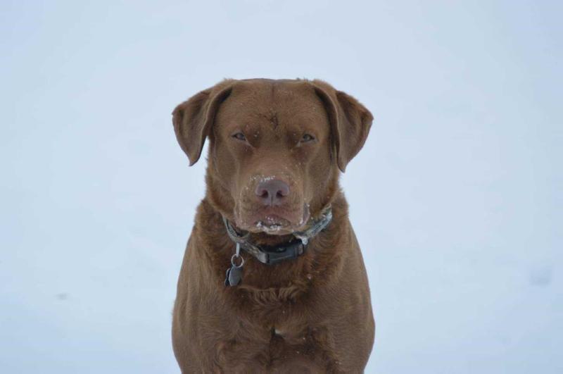 Magnum Mack-A-Roni | Chesapeake Bay Retriever 