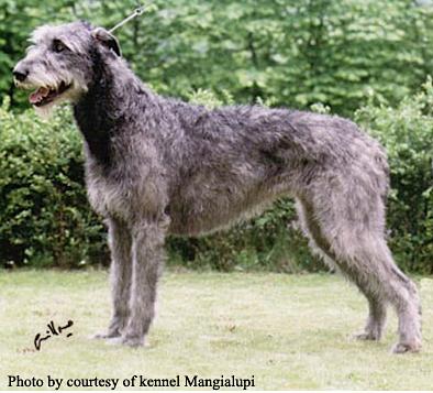 Alice in Wonderland | Irish Wolfhound 