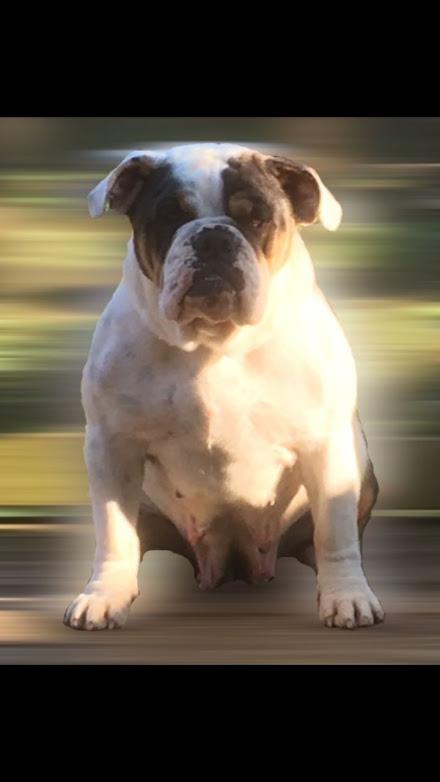 EAD’s Big Girl Revenge | Olde English Bulldogge 