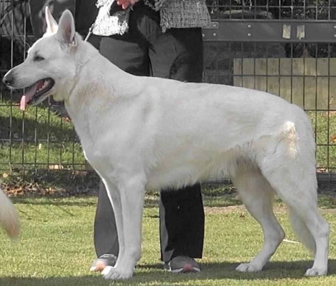 Serenity’s Zeus JP | White Swiss Shepherd Dog 