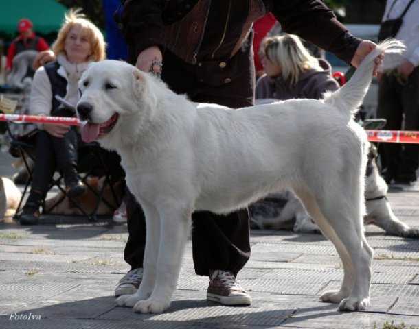 House Semargl Kosztroma | Central Asian Shepherd Dog 