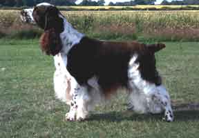 Calvdale Crimewatch | English Springer Spaniel 