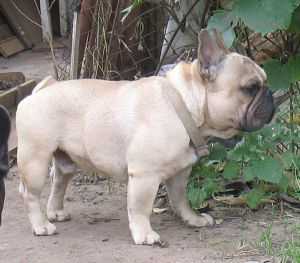 Nezemnoy Krasoty  Rokambol | French Bulldog 