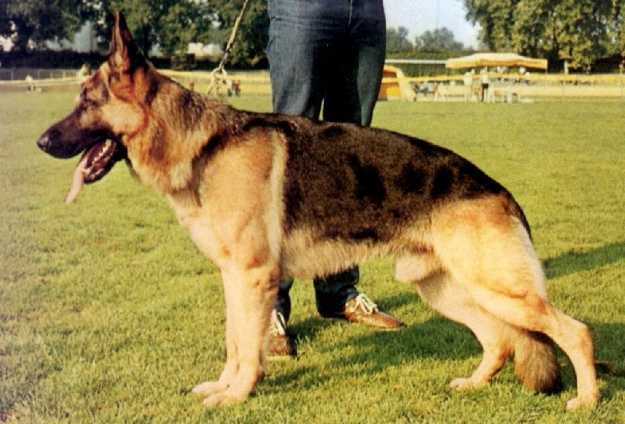 Quino vom Hylligen-Born | German Shepherd Dog 