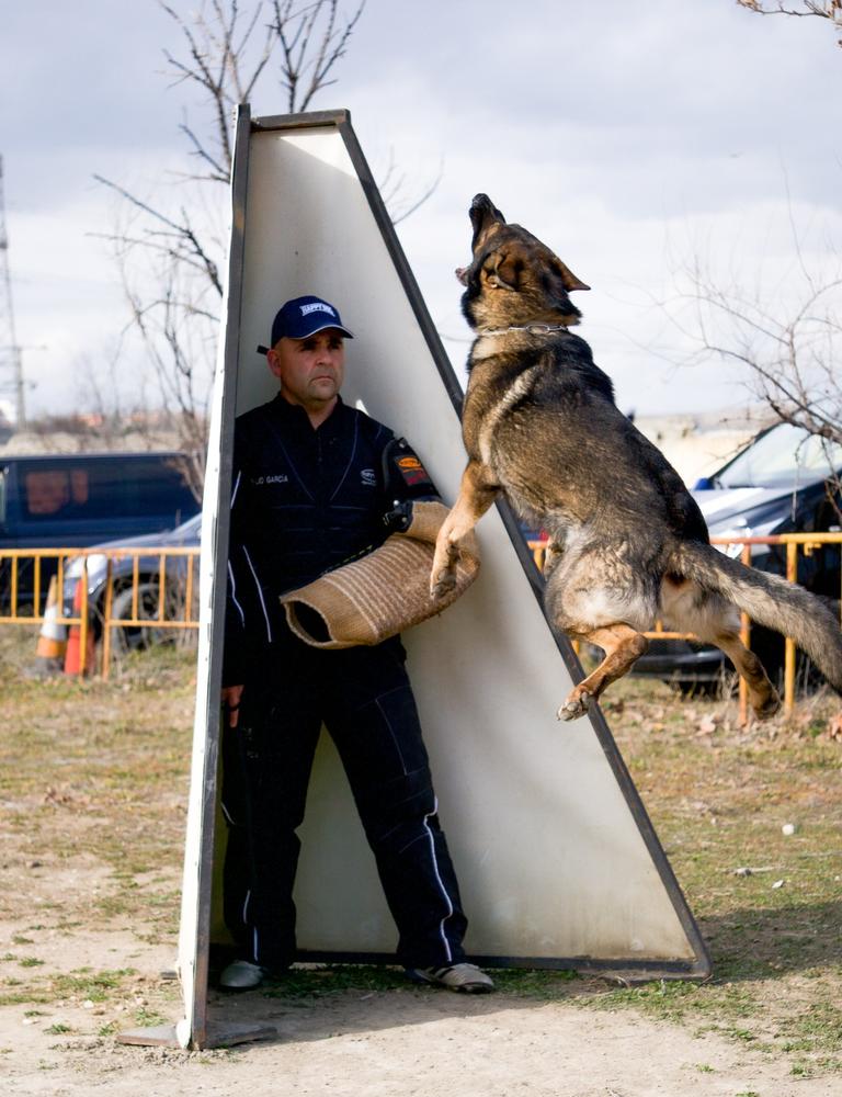 Andor de Ischadia | German Shepherd Dog 