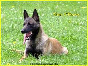 Gun N' Roses Du Domaine Des Eclaireurs | Belgian Malinois 