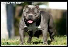 Makaveli's Shorty | American Pit Bull Terrier 