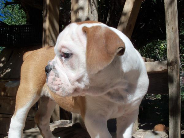 Black Mesa Bulldogs Baby Peanut | Olde English Bulldogge 